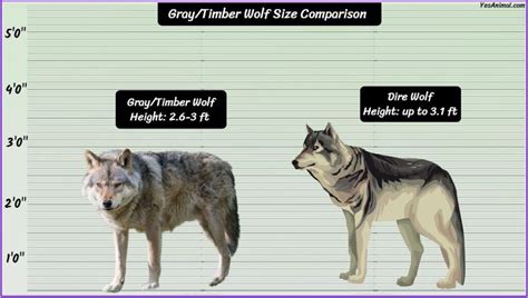 dire wolf vs timber.